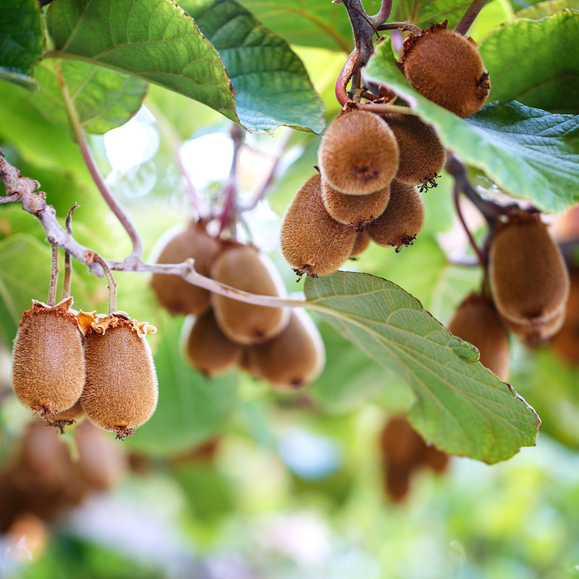 Gele kiwi Herma® - Bakker