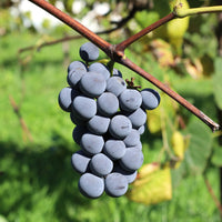 Druif Isabella - Bakker