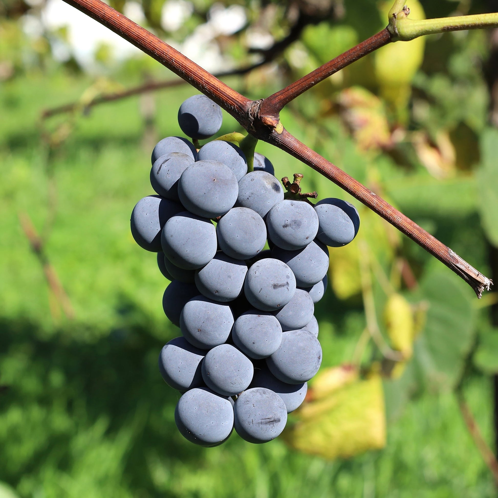 Druif Isabella - Bakker