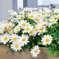 Balkon- en terrasbloemen - Struikmargriet - Argyranthemum frutescens