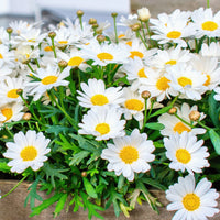 Argyranthemum frutescens - Struikmargriet - Balkon- en terrasbloemen