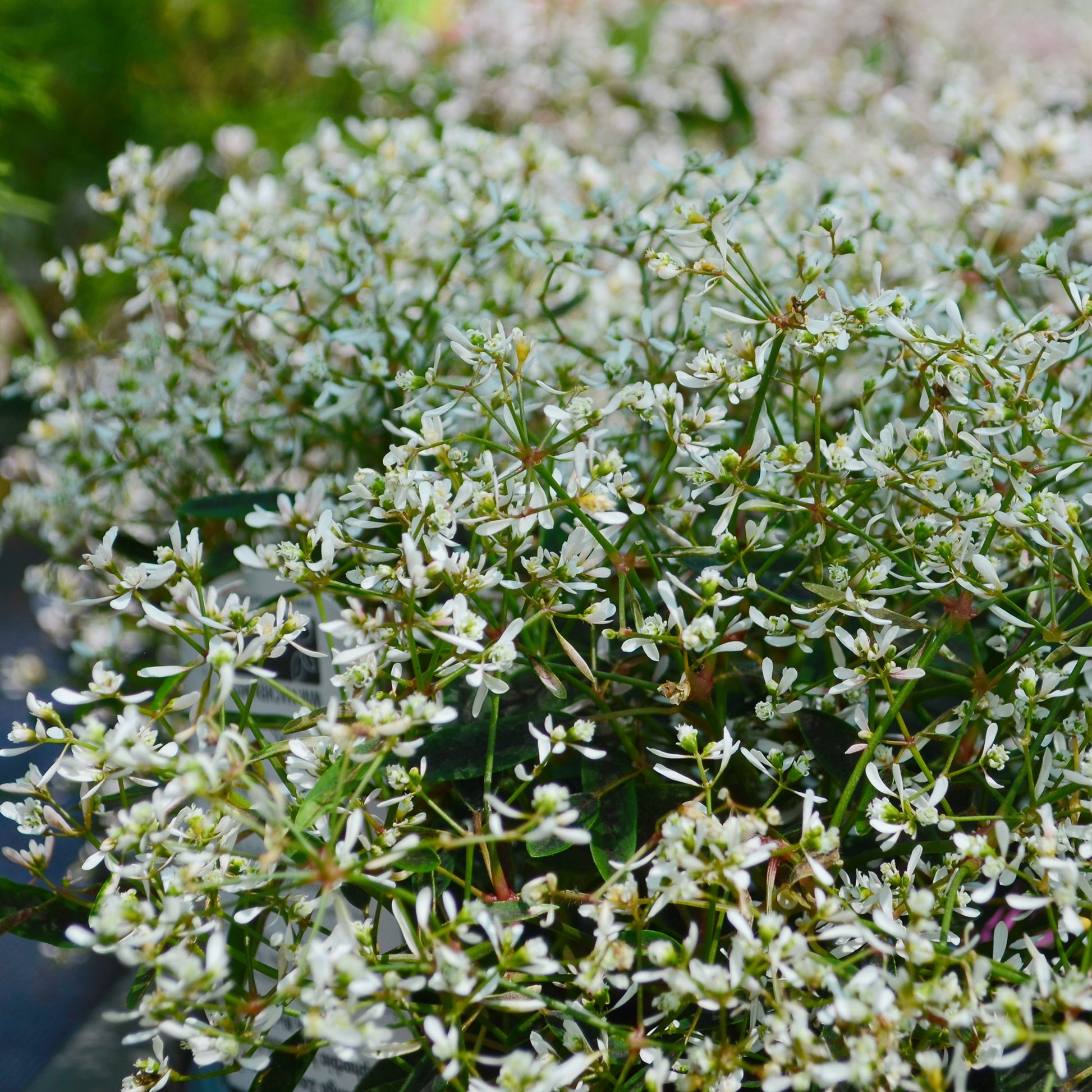 Wolfsmelk Diamond Frost - Bakker