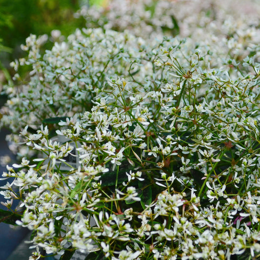 Wolfsmelk Diamond Frost - Bakker