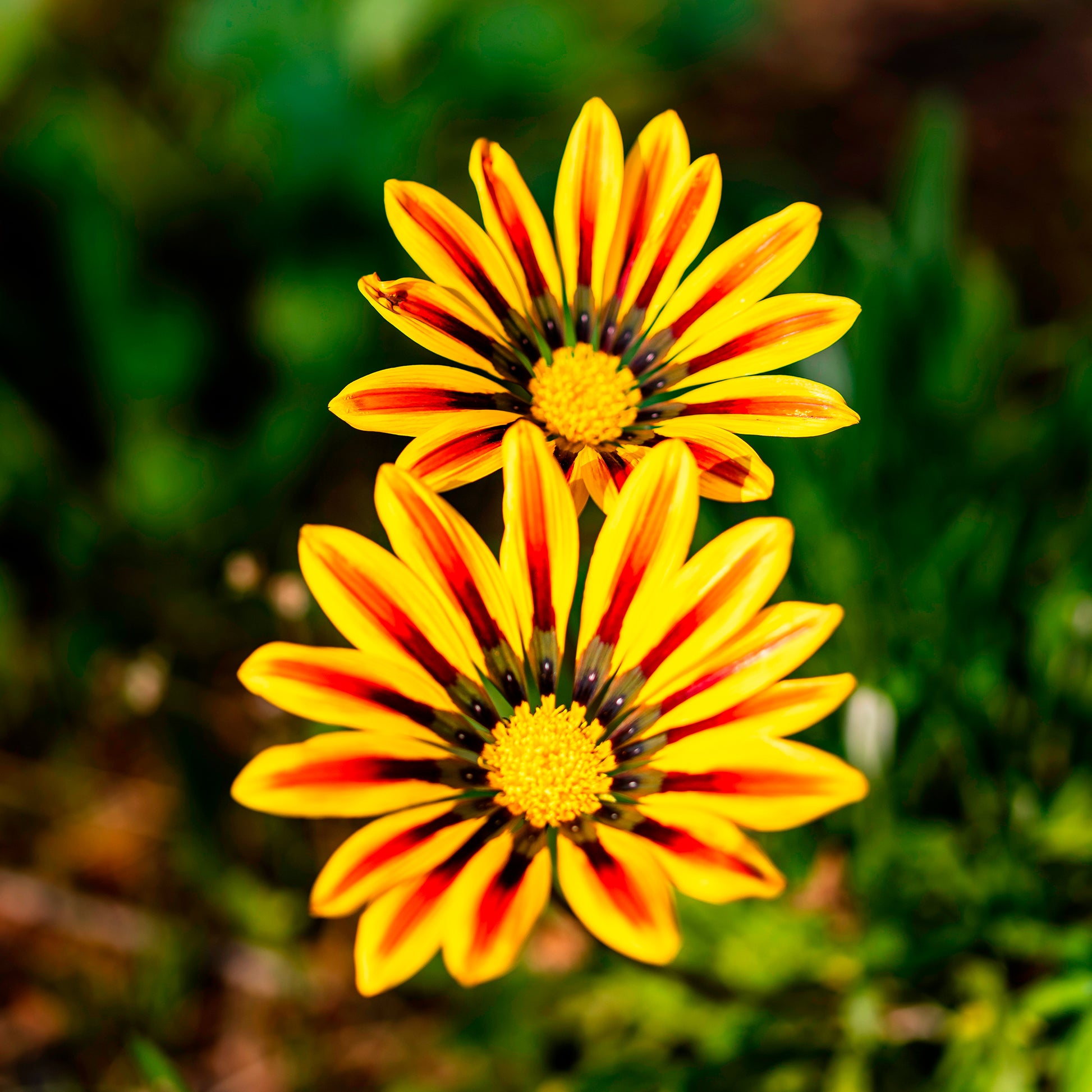 Gazania rigens Big Kiss Yellow Flame - Middaggoud Big Kiss Yellow Flame - Balkon- en terrasbloemen