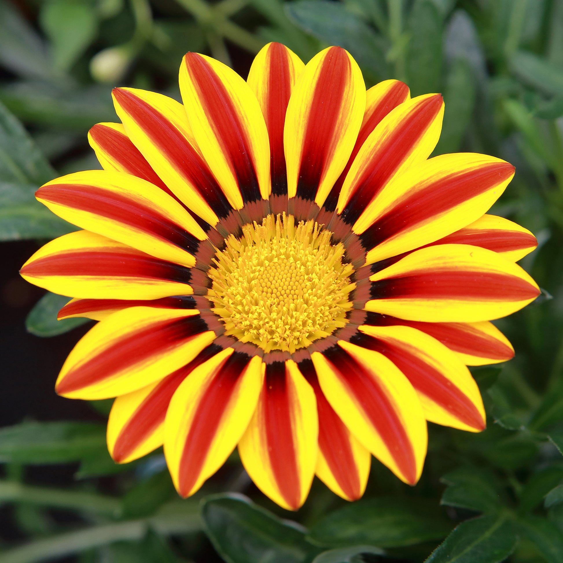 Middaggoud Big Kiss Yellow Flame - Gazania rigens Big Kiss Yellow Flame - Bakker