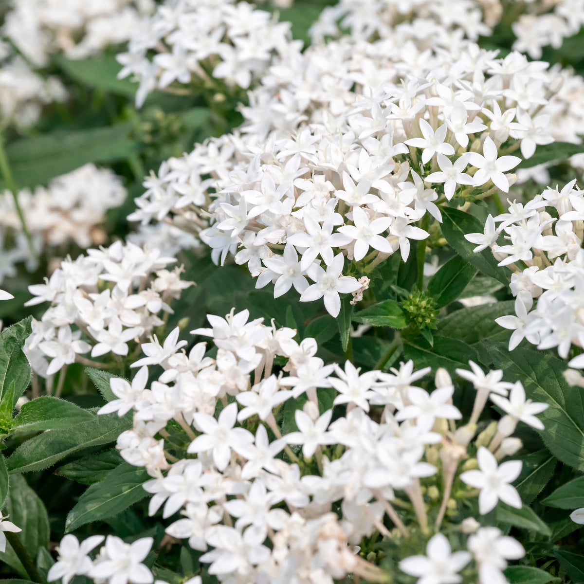 Witte pentas - Egyptische sterbloem - Pentas lanceolata - Bakker