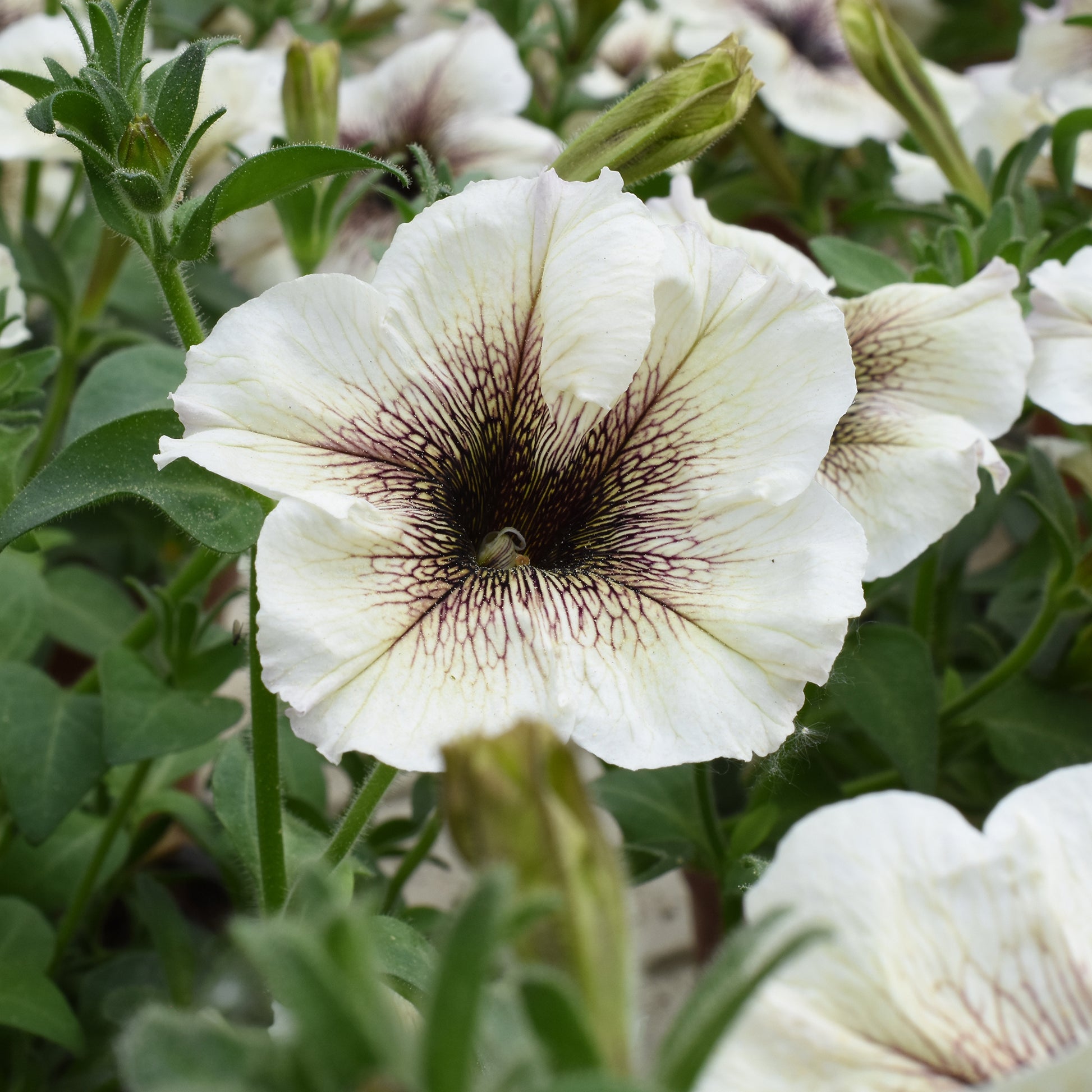 Tuinpetunia - Petunia - Bakker