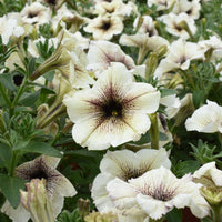 Tuinpetunia - Bakker