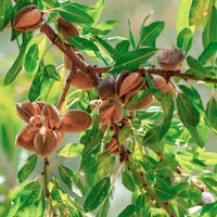 Prunus amygdalus Dulcis - Zoete amandel - Notenbomen