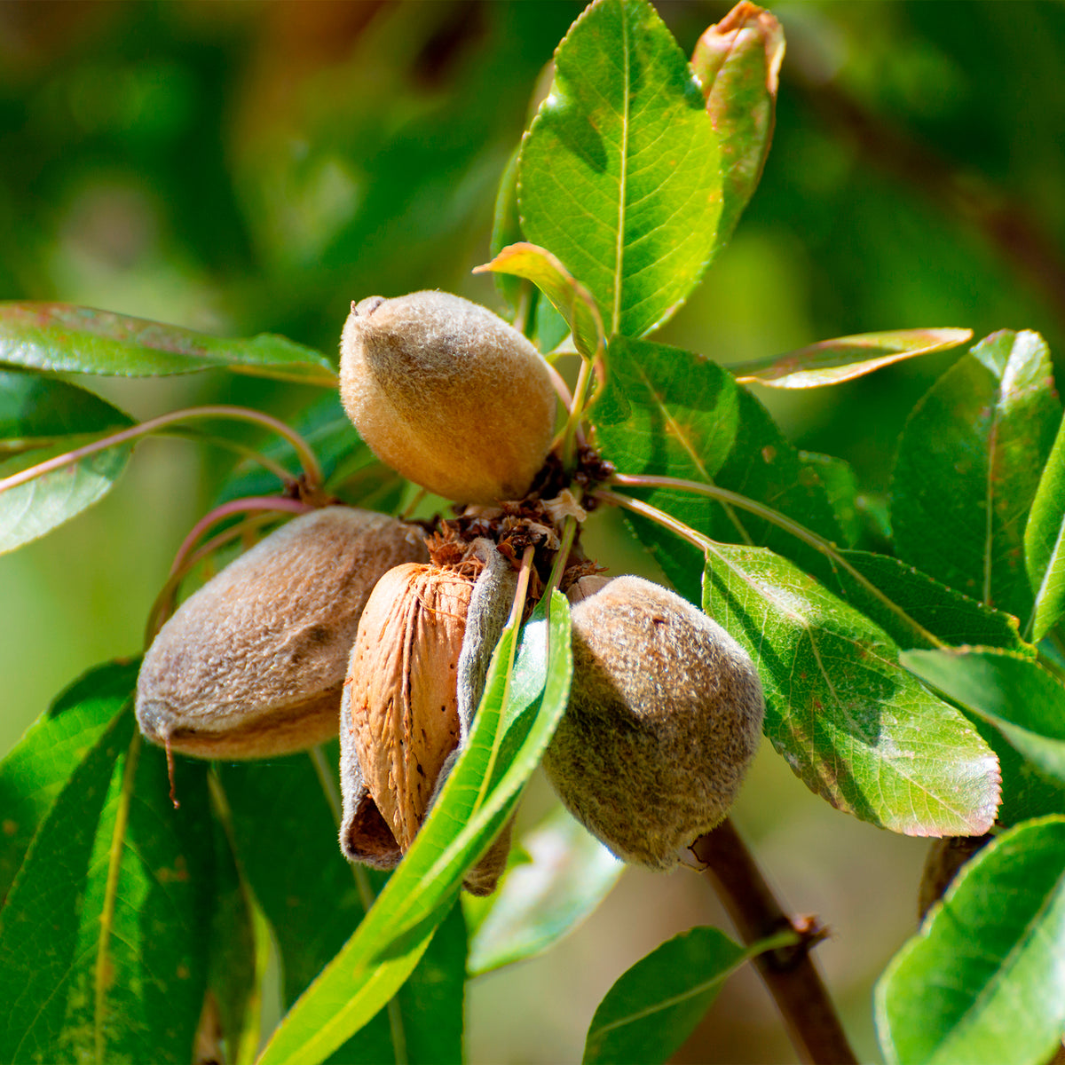 Zoete amandel - Prunus amygdalus Dulcis - Bakker