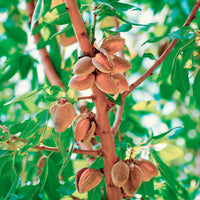 Notenbomen - Zoete amandel - Prunus amygdalus Dulcis