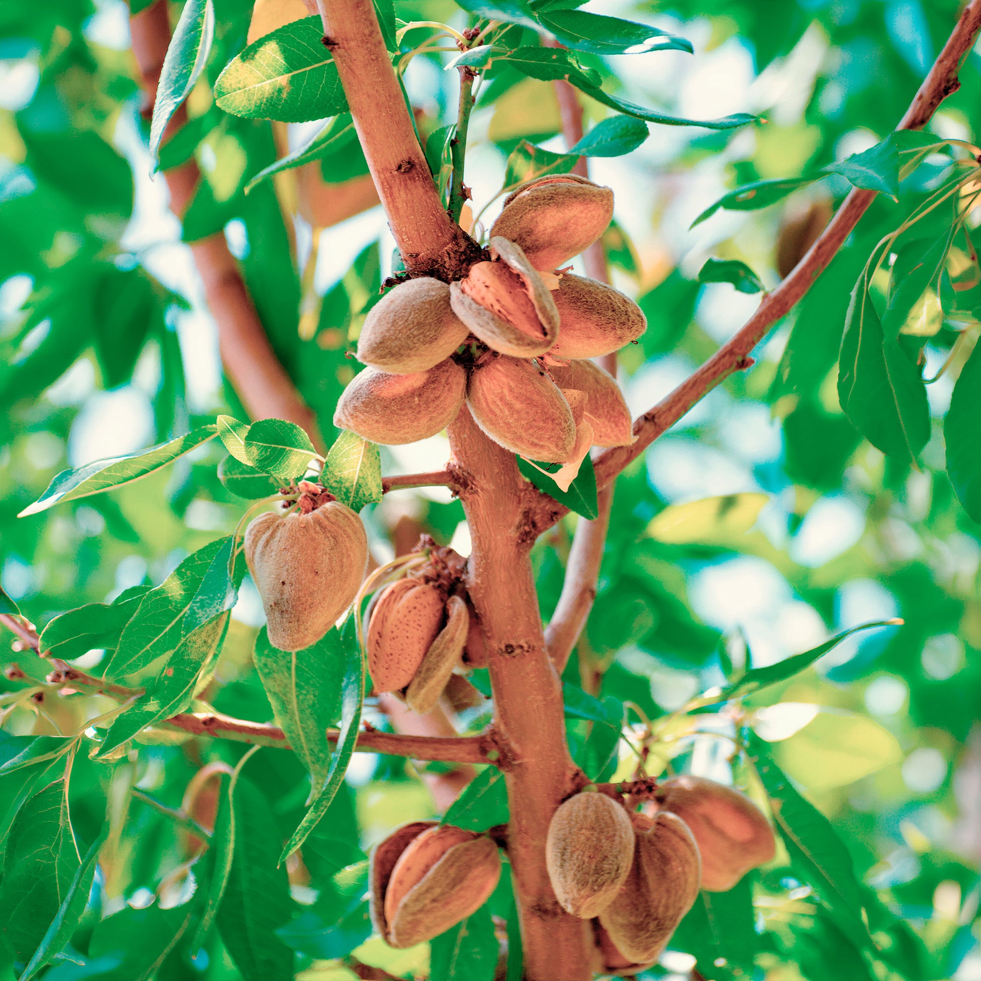 Notenbomen - Zoete amandel - Prunus amygdalus Dulcis