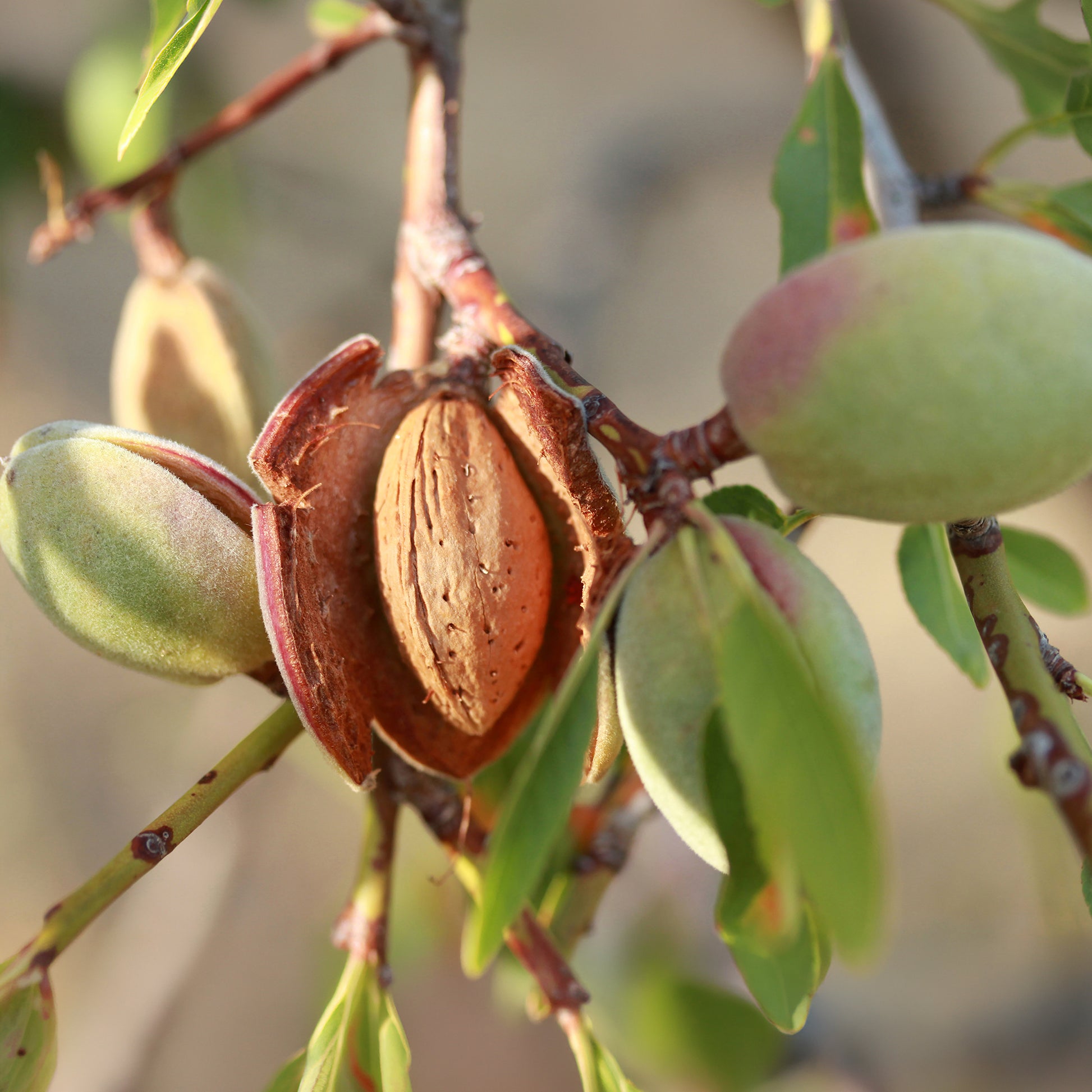 Verkoop Zoete amandel - Prunus amygdalus Dulcis