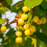 Prunus avium Dönissens Gelbe Knorpelkirsche - Kersenboom Dönissens Gele - Kersenbomen