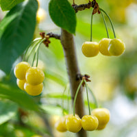 Kersenboom Dönissens Gele - Bakker