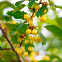 Kersenboom Dönissens Gele - Prunus avium Dönissens Gelbe Knorpelkirsche - Bakker