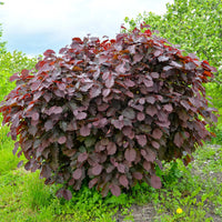 Verkoop Hazelaar Rode Zellernoot - Corylus maxima Rote Zellernuss