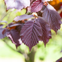 Hazelaar - Hazelaar Rode Zellernoot - Corylus maxima Rote Zellernuss