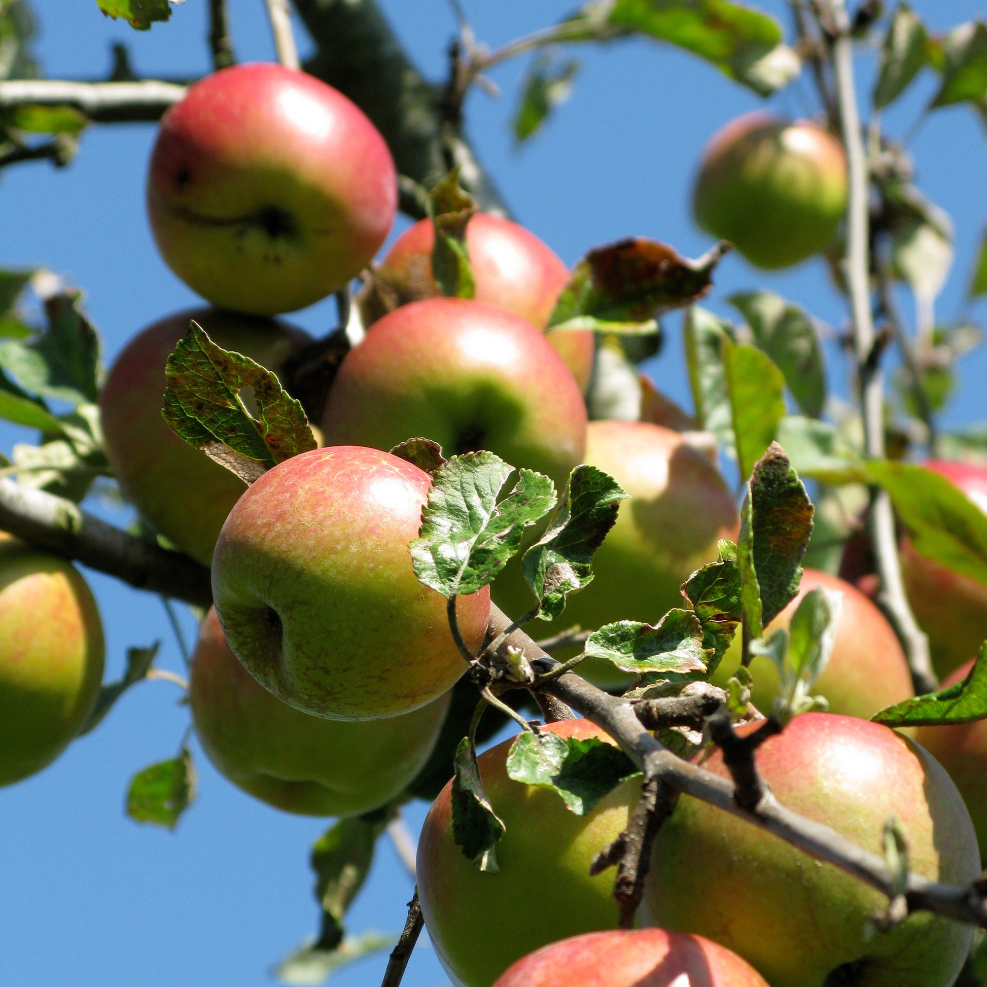 Malus domestica Braeburn - Appelboom Braeburn - Appelbomen