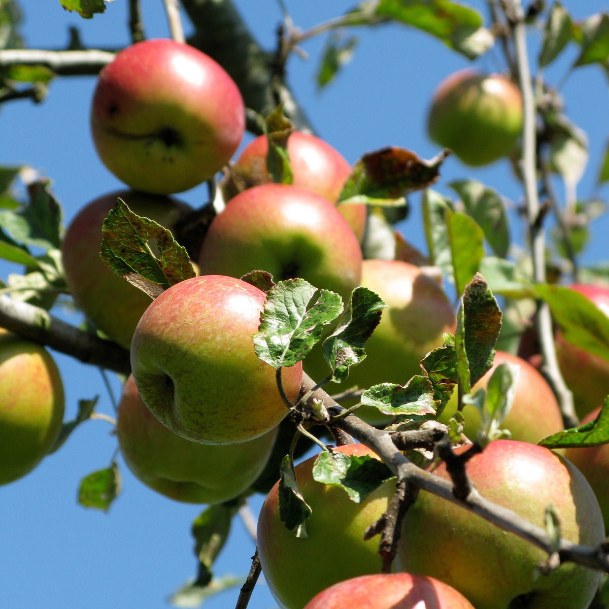 Malus domestica Braeburn - Appelboom Braeburn - Appelbomen