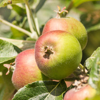 Appelboom Braeburn - Bakker