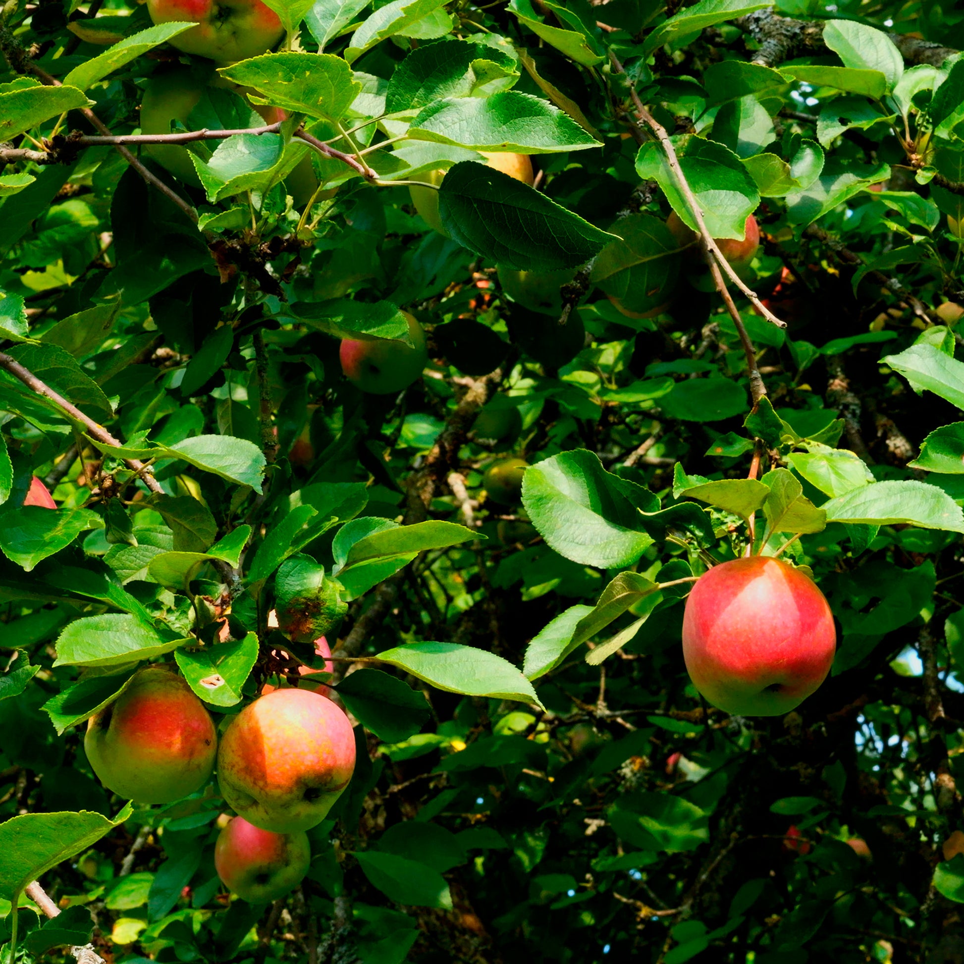 Appelboom Braeburn - Malus domestica Braeburn - Bakker