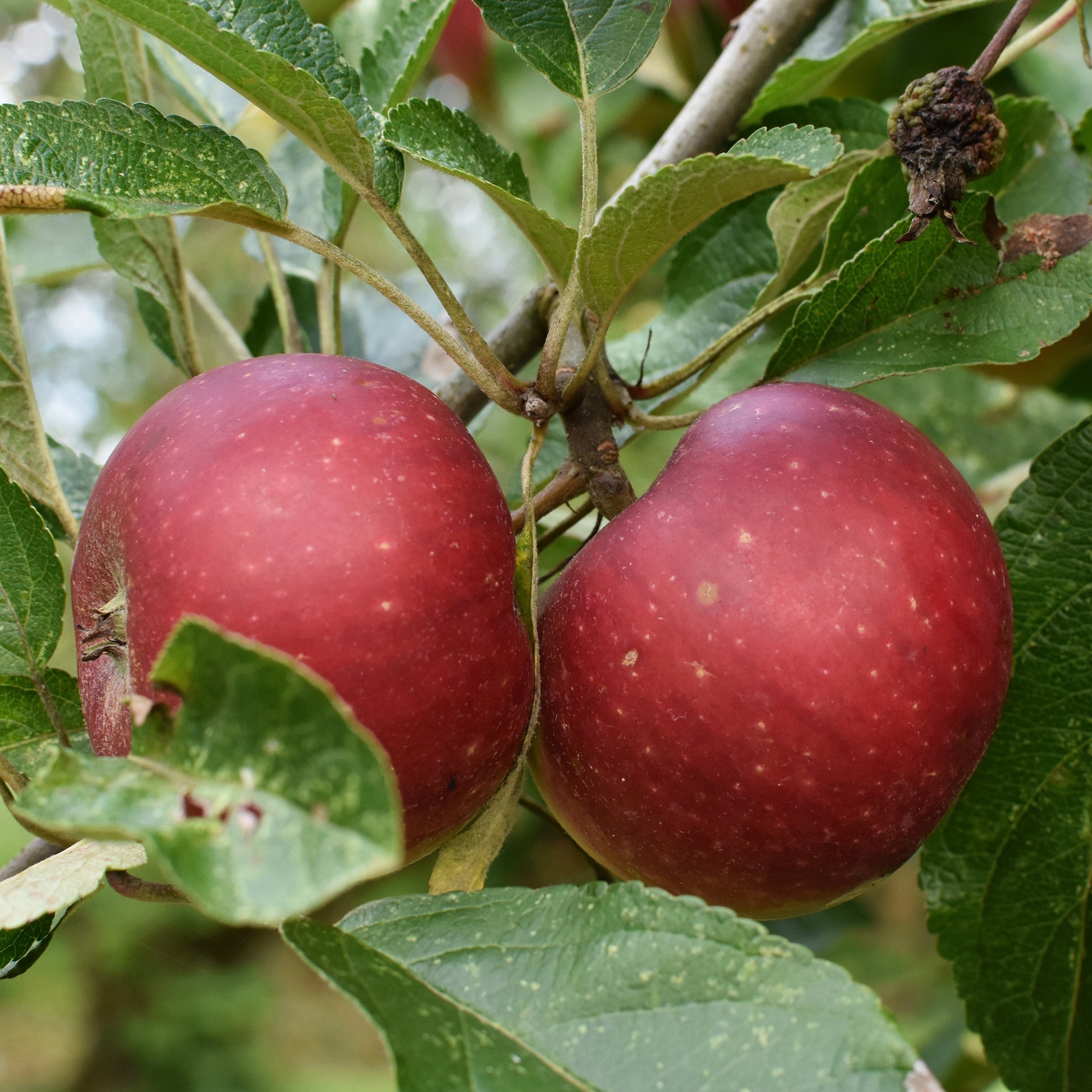 Appelboom Ingrid Marie - Bakker