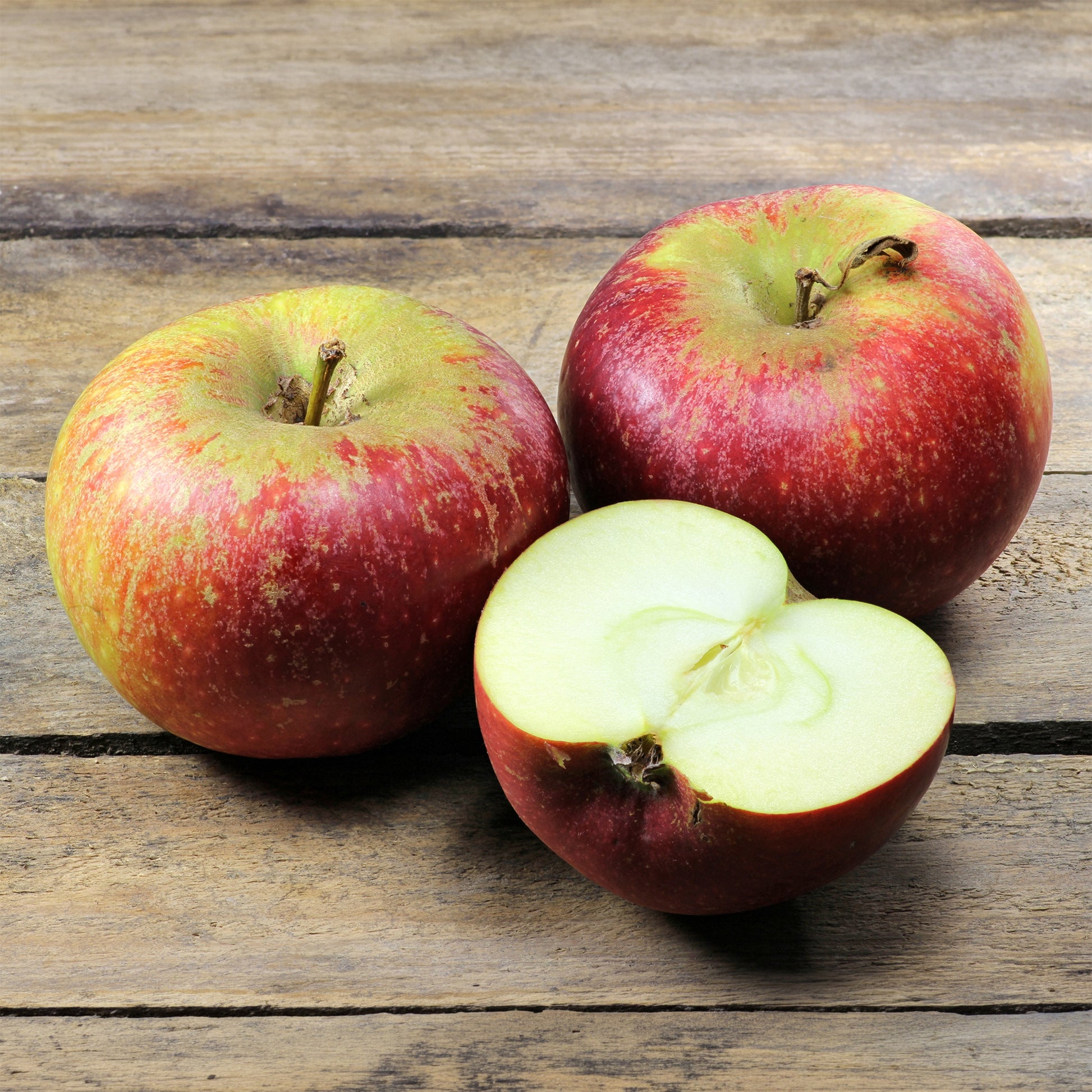 Malus domestica Ingrid Marie - Appelboom Ingrid Marie - Appelbomen