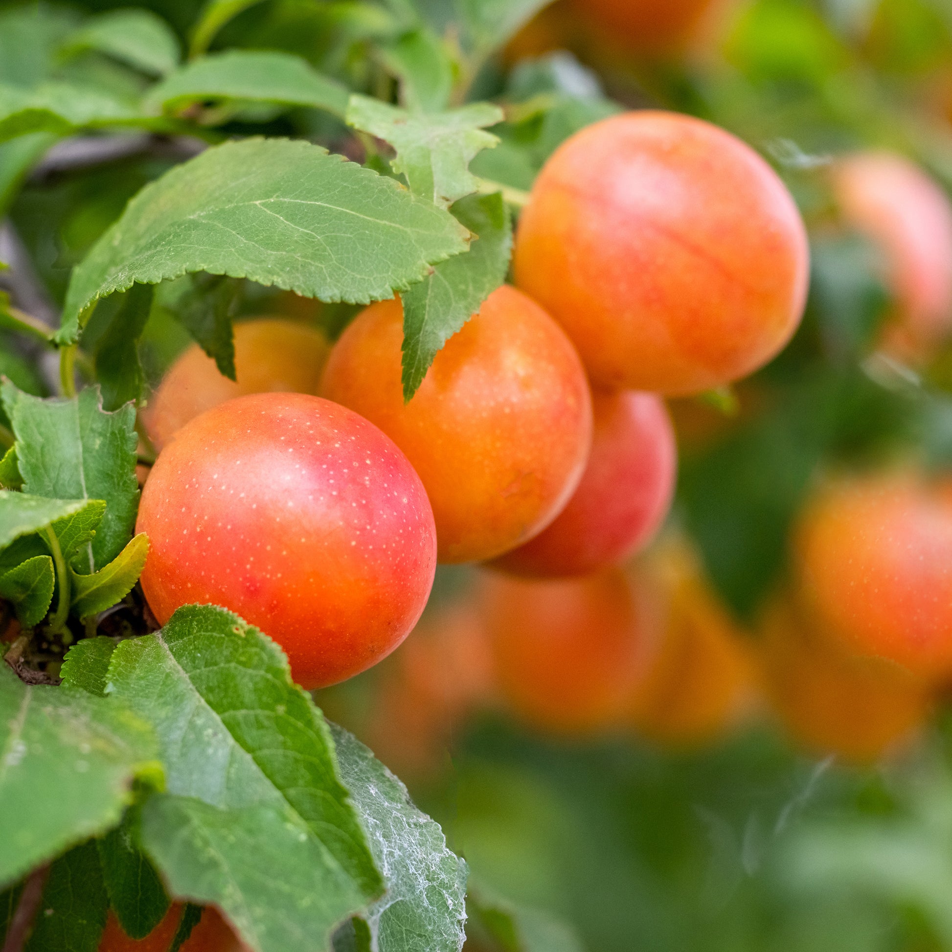Pruimenboom Aprimira - Prunus domestica Aprimira - Bakker