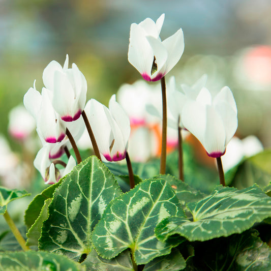 Cyclamen coum blanc - Bakker