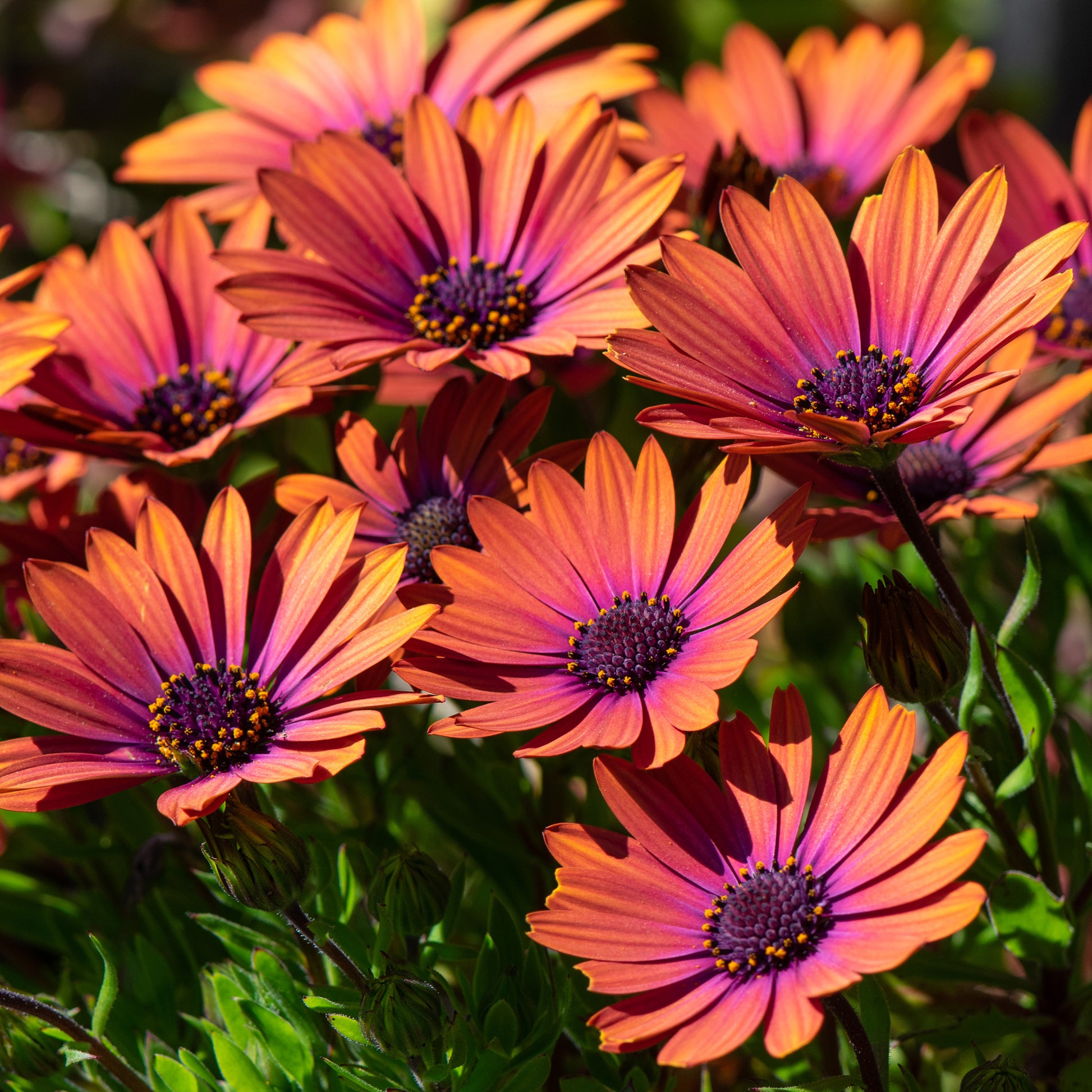 Osteospermum purple sun - Osteospermum Flower Power® Purple Sun - Bakker