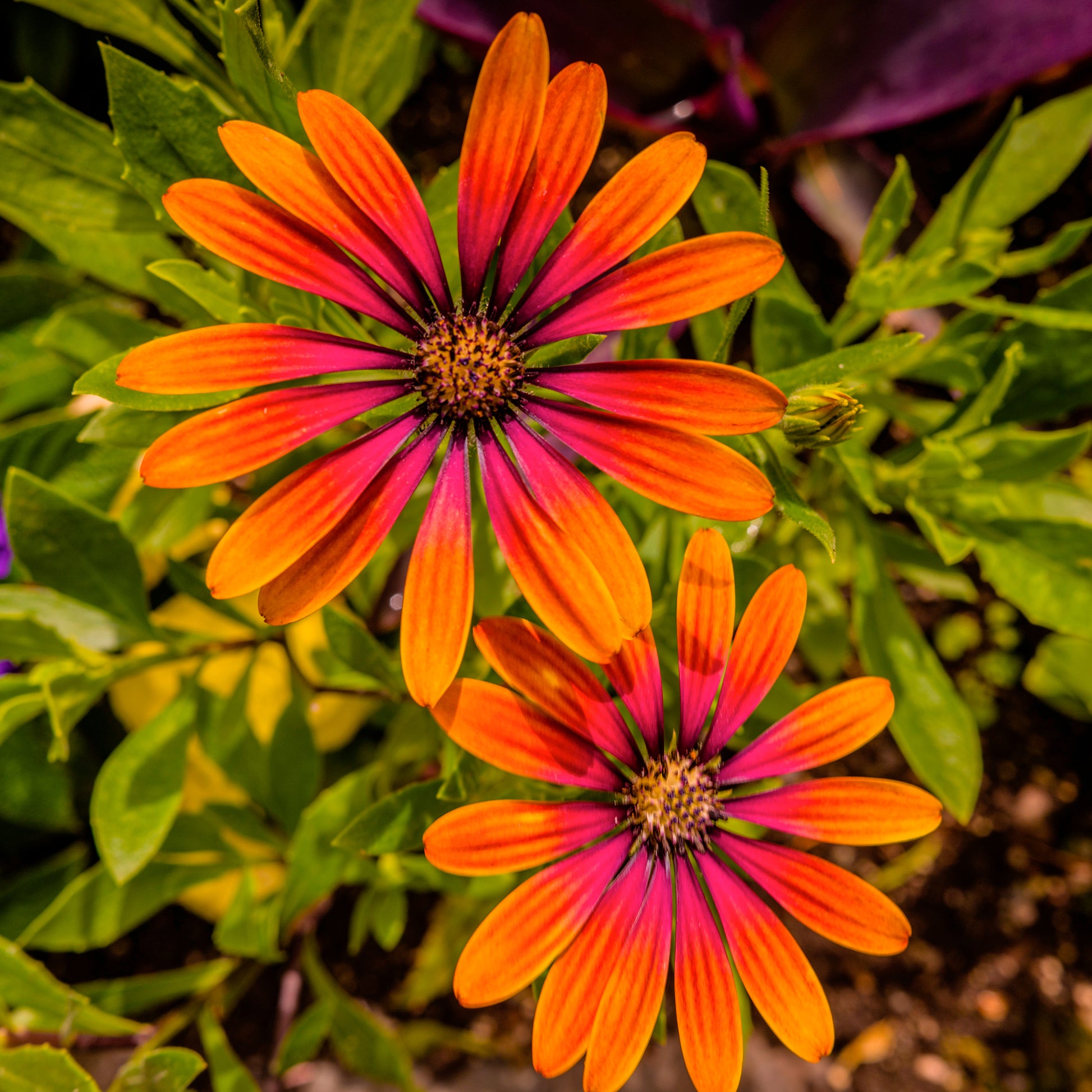 Osteospermum Flower Power® Purple Sun - Osteospermum purple sun - Balkon- en terrasbloemen