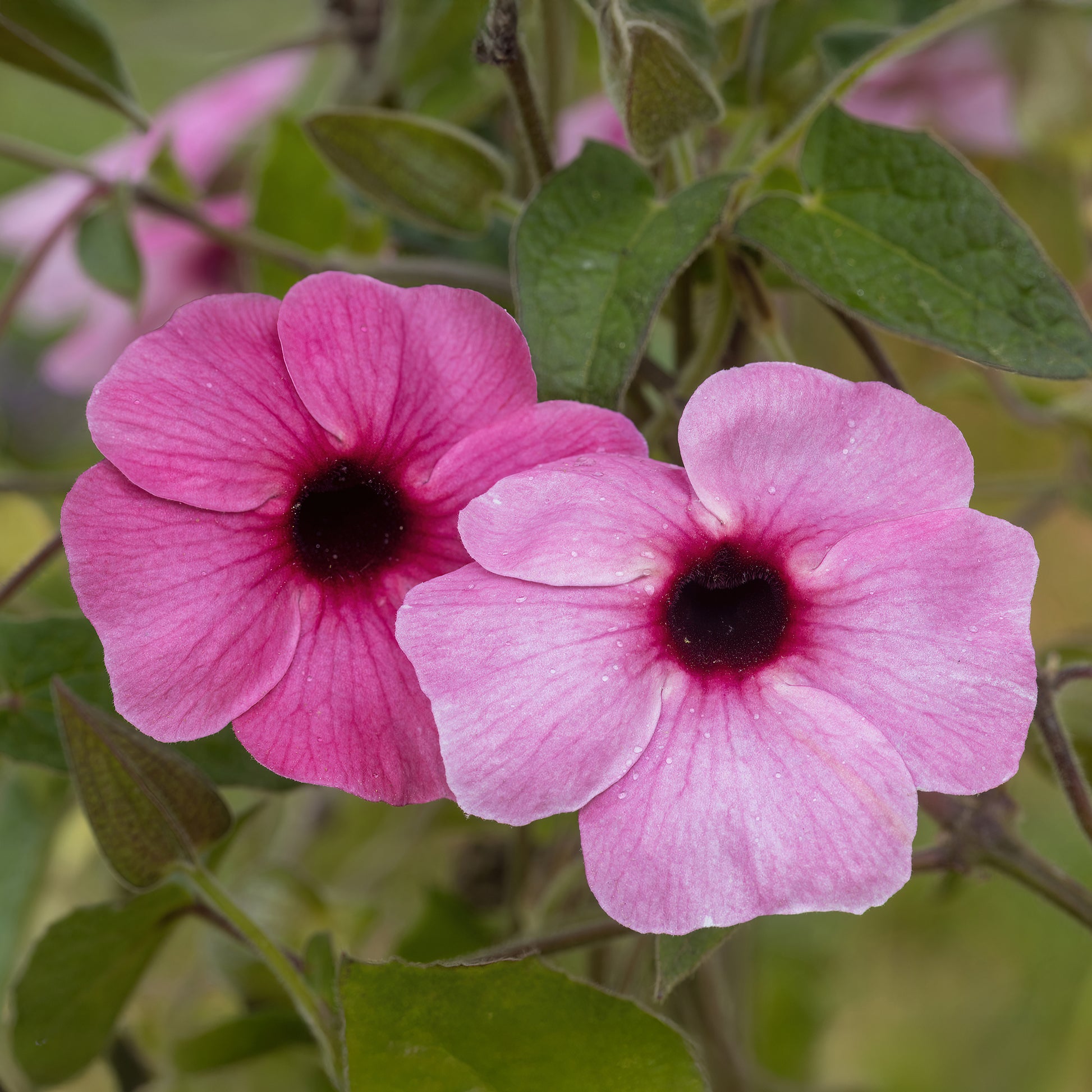 Verkoop Thunbergia alata Sunny Suzy Rose Sensation - Thunbergia alata Sunny Susy® Rose Sensation
