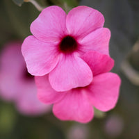 Thunbergia alata Sunny Susy® Rose Sensation - Thunbergia alata Sunny Suzy Rose Sensation - Balkon- en terrasbloemen