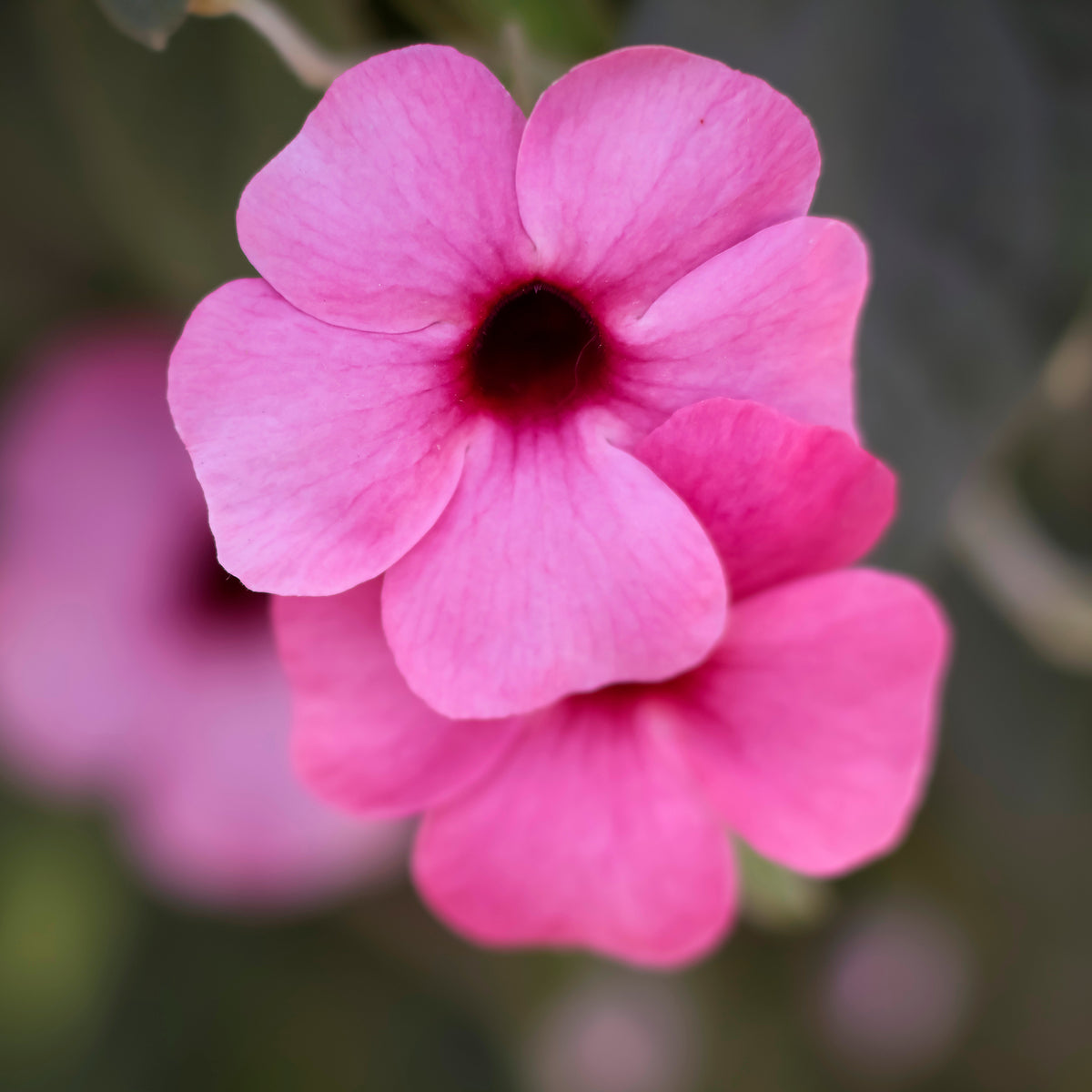 Balkon- en terrasbloemen - Thunbergia alata Sunny Suzy Rose Sensation - Thunbergia alata Sunny Susy® Rose Sensation