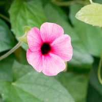 Thunbergia alata Sunny Suzy Rose Sensation - Thunbergia alata Sunny Susy® Rose Sensation - Bakker