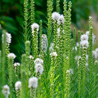 Verkoop Vaste planten Mix Wit - Gyspsophila, Liatris, Echinacea