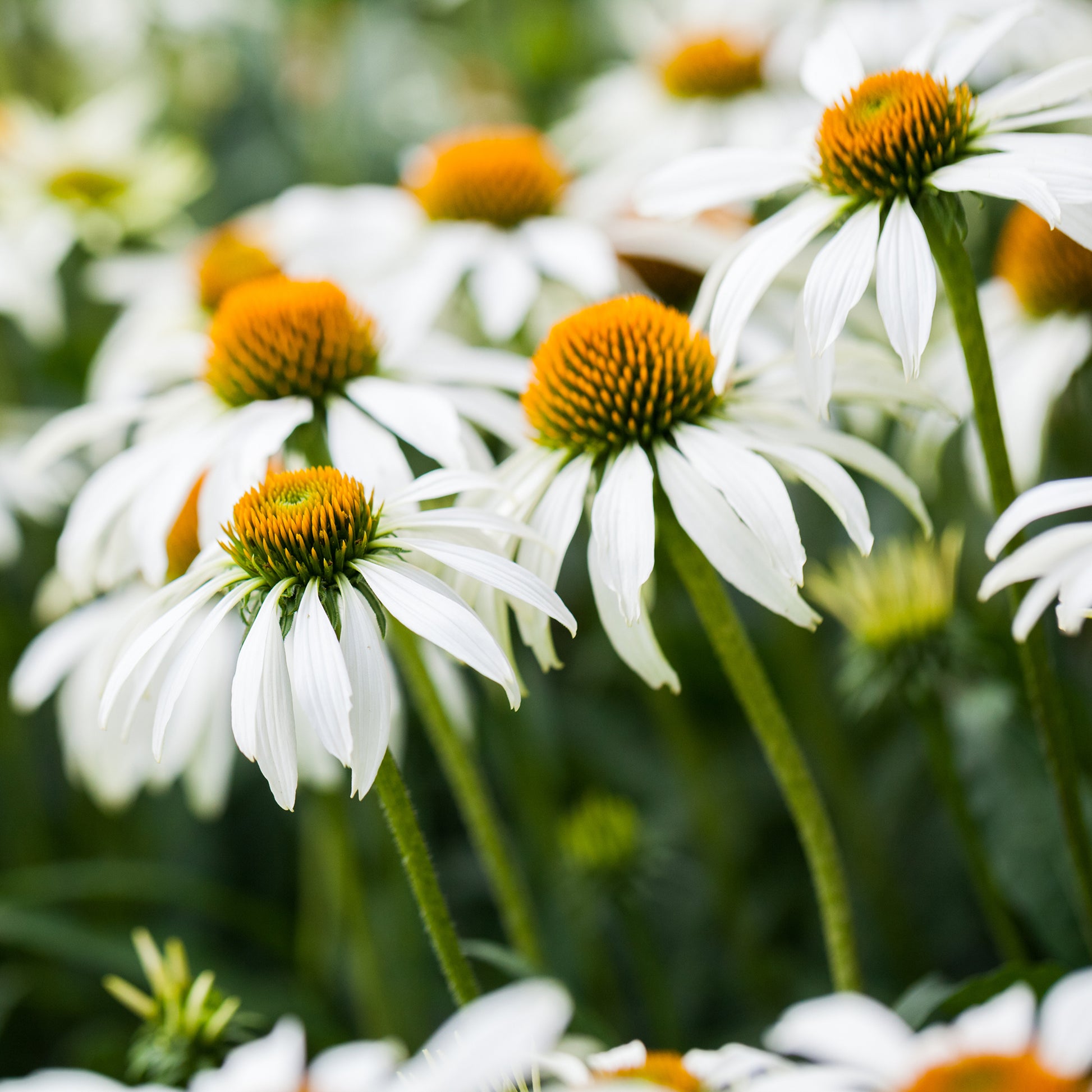 Gyspsophila, Liatris, Echinacea - Vaste planten Mix Wit - Bloeiende vaste planten
