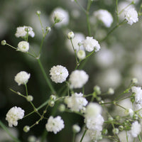 Bloeiende vaste planten - Vaste planten Mix Wit - Gyspsophila, Liatris, Echinacea
