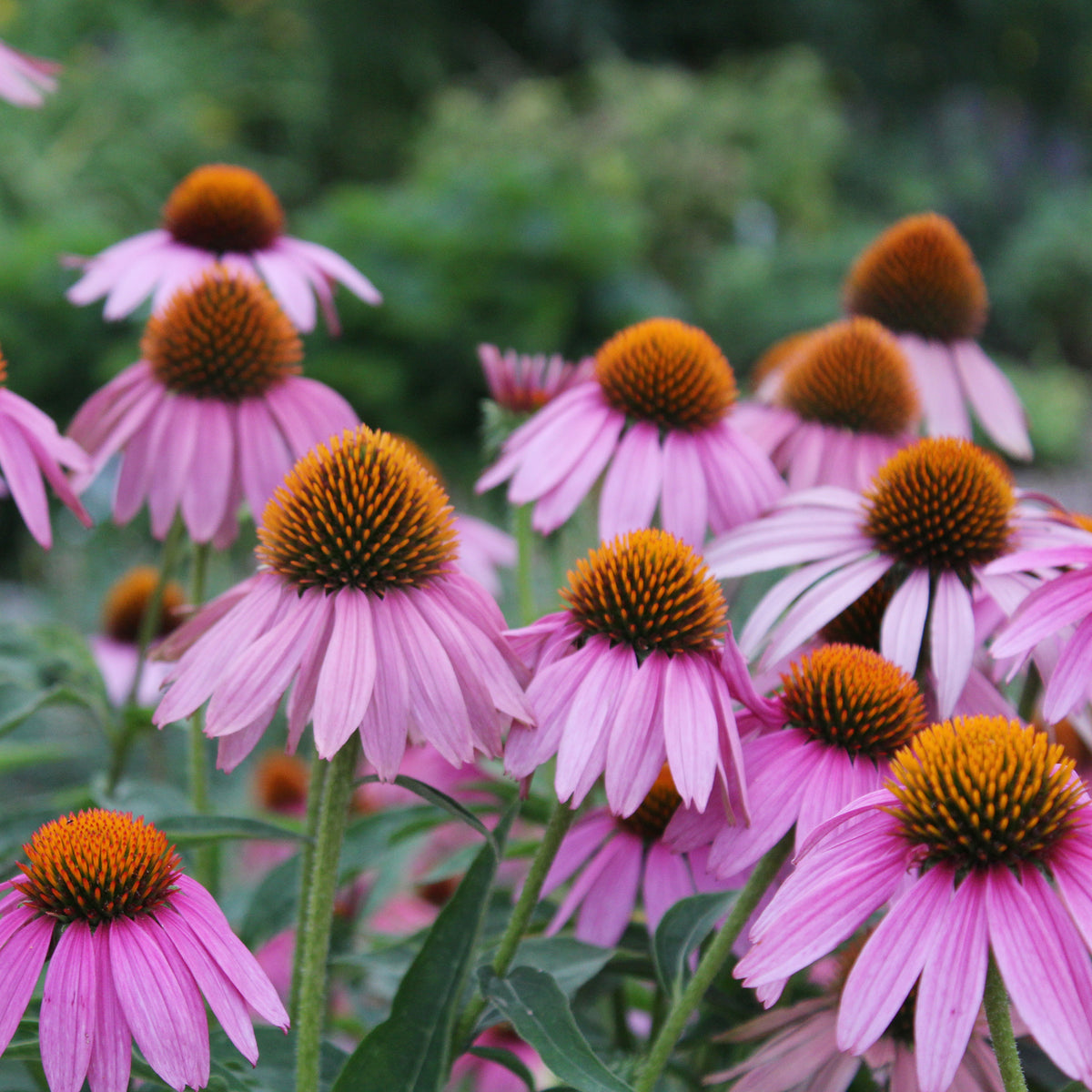 Vaste planten Mix Roze & Wit