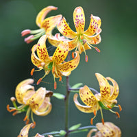 Turkse lelie Sunny Morning - Bakker