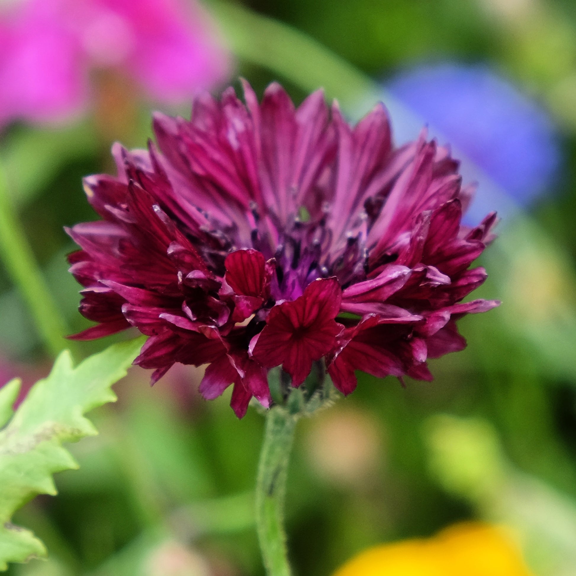 Centaurea cyanus Black Ball - Korenbloem Black Ball - Eenjarige bloemzaden