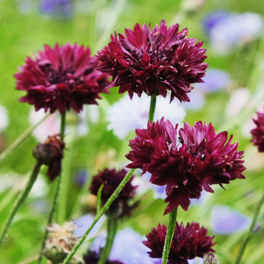 Korenbloem Black Ball - Bakker