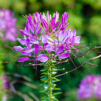 Cleome hassleriana Violet Queen - Kattensnor Violet Queen - Cleome - Kattensnor