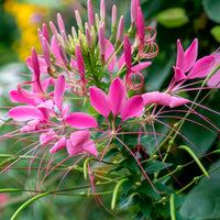 Kattensnor Violet Queen - Cleome hassleriana Violet Queen - Bakker