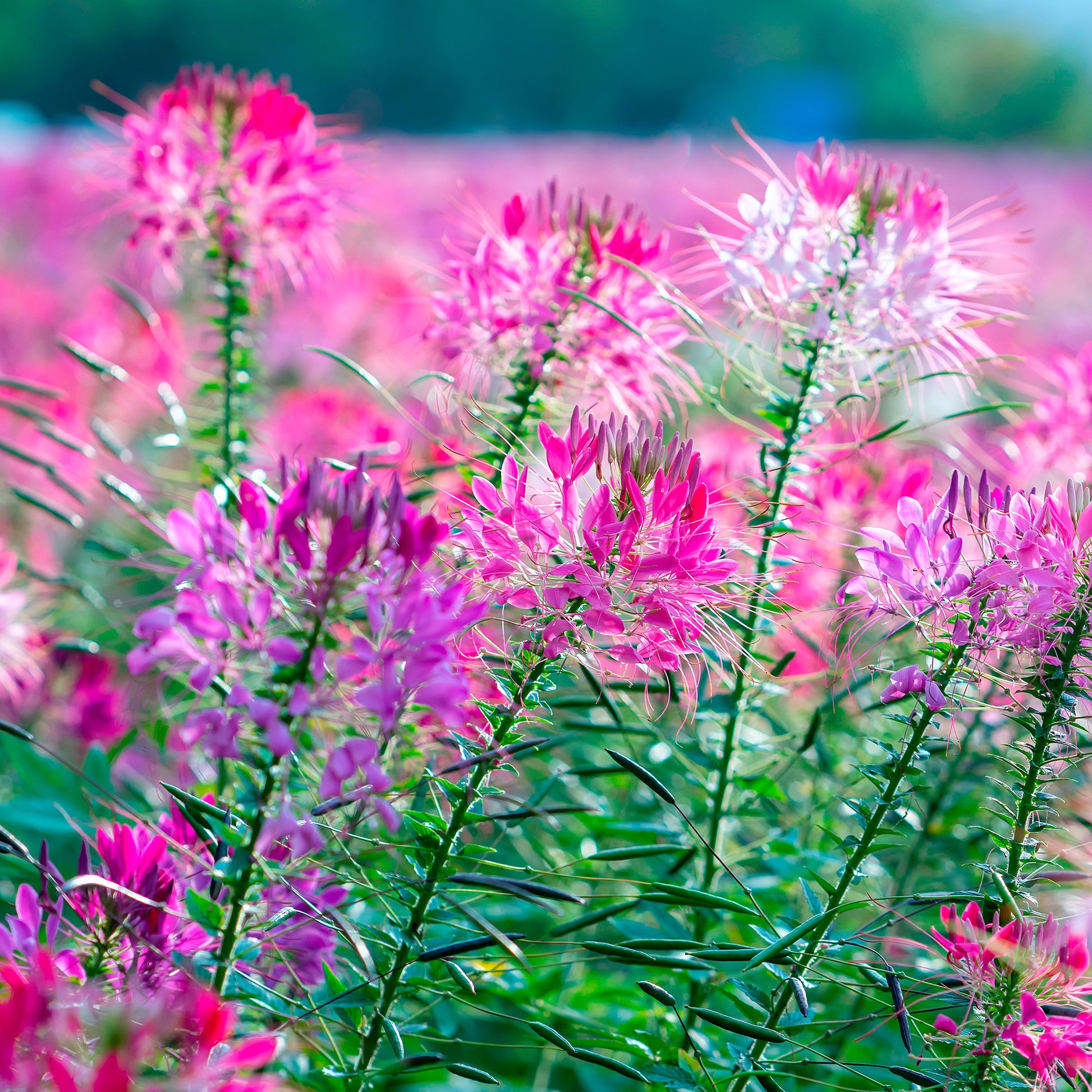 Cleome - Kattensnor - Kattensnor Violet Queen - Cleome hassleriana Violet Queen