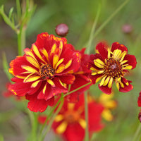 Meisjesogen Roulette - Coreopsis tinctoria Roulette - Bakker