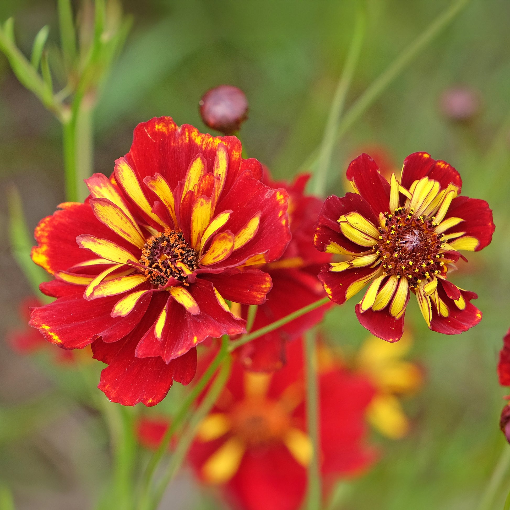 Meisjesogen Roulette - Coreopsis tinctoria Roulette - Bakker
