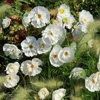 Cosmos Cupcakes White - Bakker