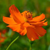 Oranje cosmea Brightlights - Cosmos sulphureus Brightlights - Bakker